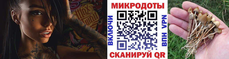 Галлюциногенные грибы Psilocybe  Приволжский 
